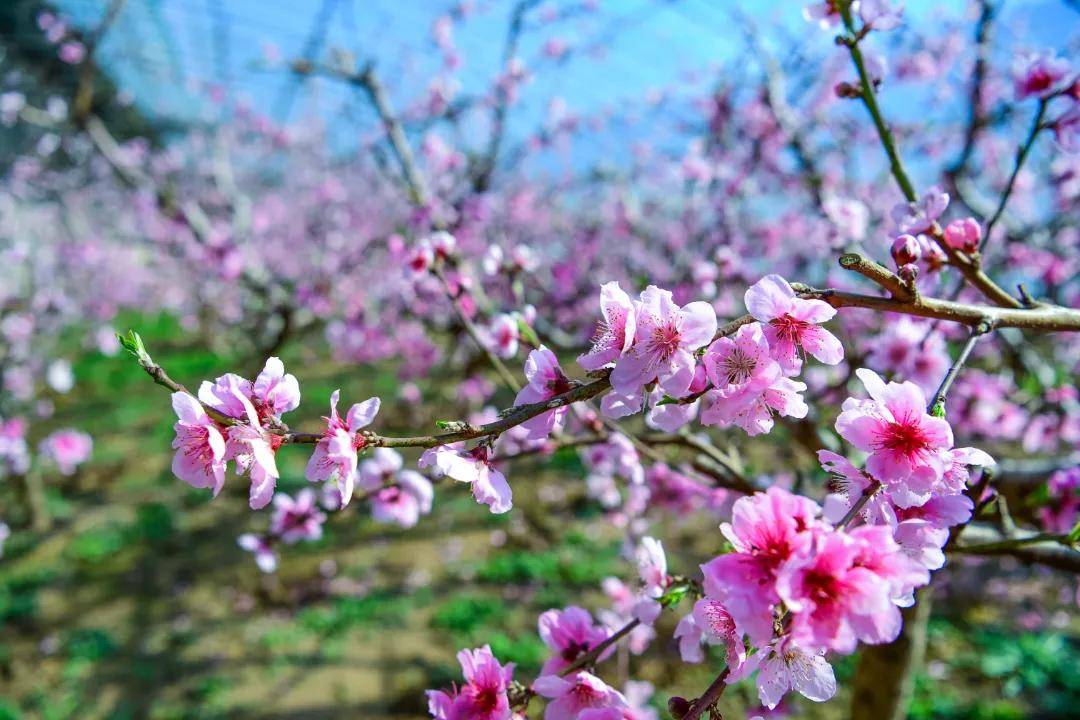 雍阳|赏花进行时：雍阳桃花开满乡村振兴之路