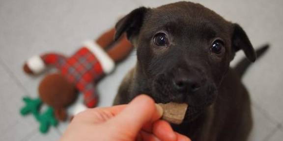 因为|训犬师用零食让狗乖乖听话，零食用得对，训练更容易成功