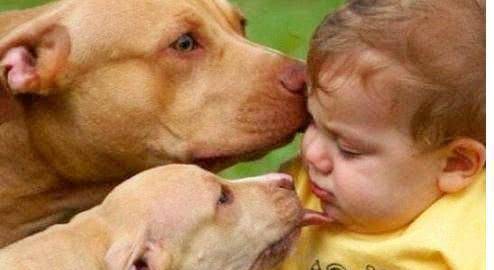 意思|狗狗“舔人”很脏?其实并不是,舔你是有原因的