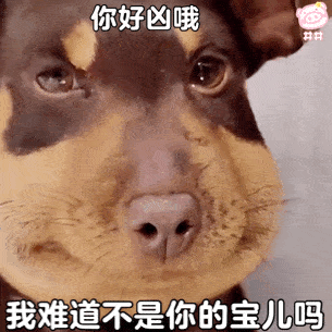 意思|狗狗“舔人”很脏?其实并不是,舔你是有原因的