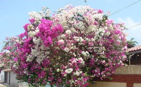 盆栽花卉大全三角梅 2512231d74f349688ef9bdb1c9eaca99.jpeg