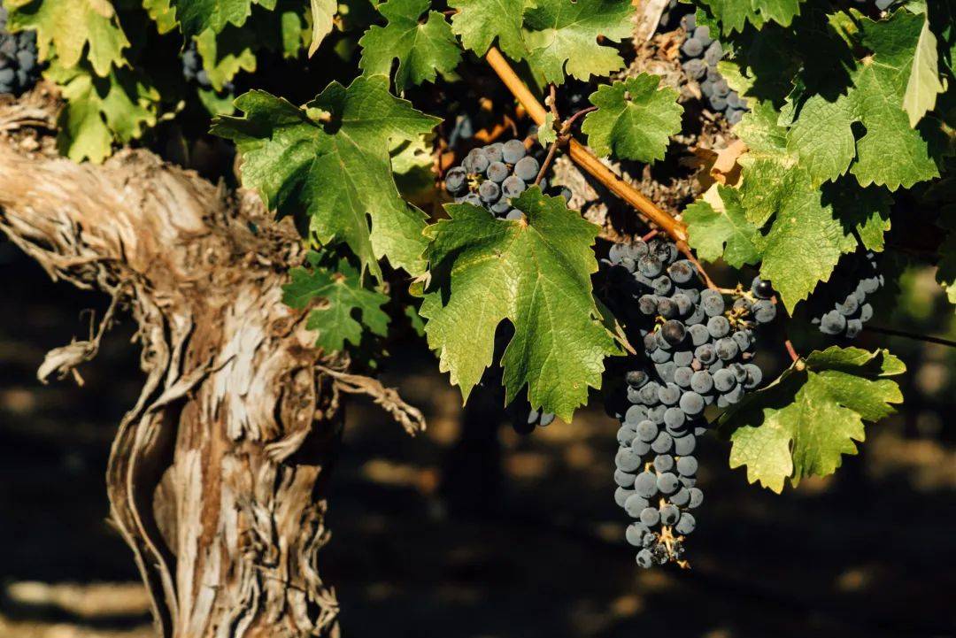 地区|洛杉矶,加州葡萄酒的新星