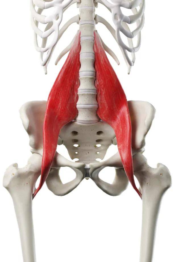 怎样才能不得腰椎间盘突出 3b8e3024a8ff4eb2bc0d78312595ed67.jpeg