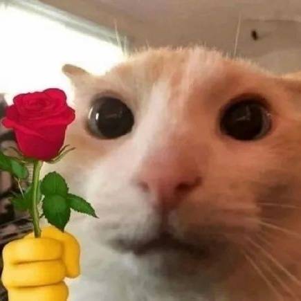 猫咪送花花表情包图片