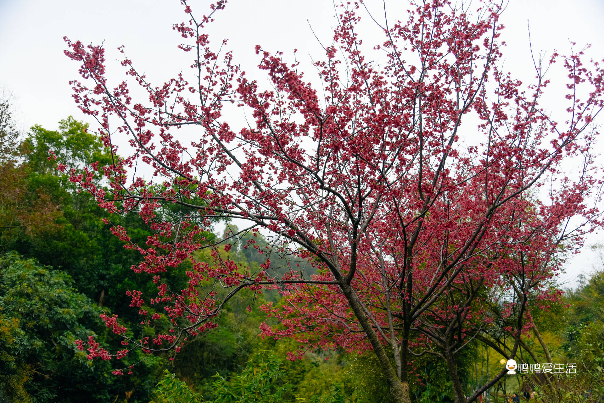 游客|厦门后花园里的赏花好去处，山樱花绽放浪漫非凡，免费开放地铁直达！