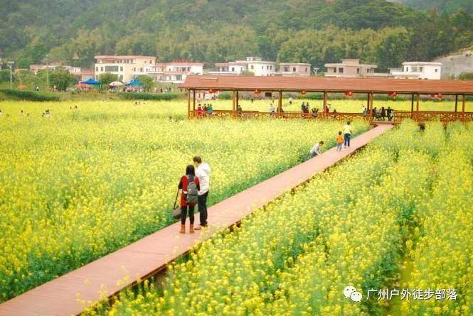广州周边游花都竹洞村黄花风铃木红山村油菜花海
