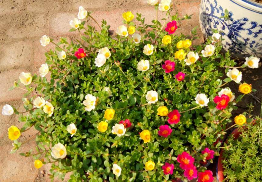 正月该养什么植物 君子兰 长寿花不是首选 这样草花独得恩宠 阳光 土壤 花卉