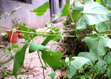 植物|农村一种植物爱扎手但80后抢着吃，是珍贵的草药，请记住它的样子