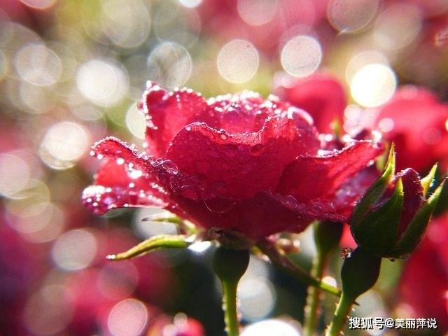 2月14日情人节的起源和由来情人节是中国的节日吗 婚姻登记大热门2月14日遇冷 瓦伦丁 牛郎织女 2月14日情人节的起源和由来情人节是中国的节日吗 婚姻登记大热门2月14日遇冷 瓦伦丁 牛郎织女