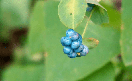 植物|农村一种植物爱扎手但80后抢着吃，是珍贵的草药，请记住它的样子