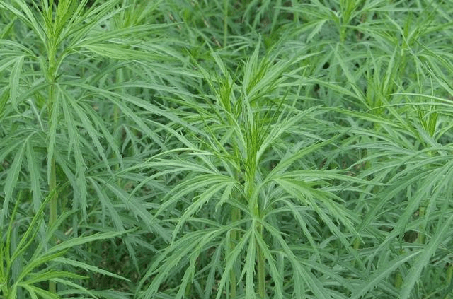 柳蒿芽土豆湯,豬肉柳蒿芽餡兒餃子等等,這些主要出現在東北,而南方