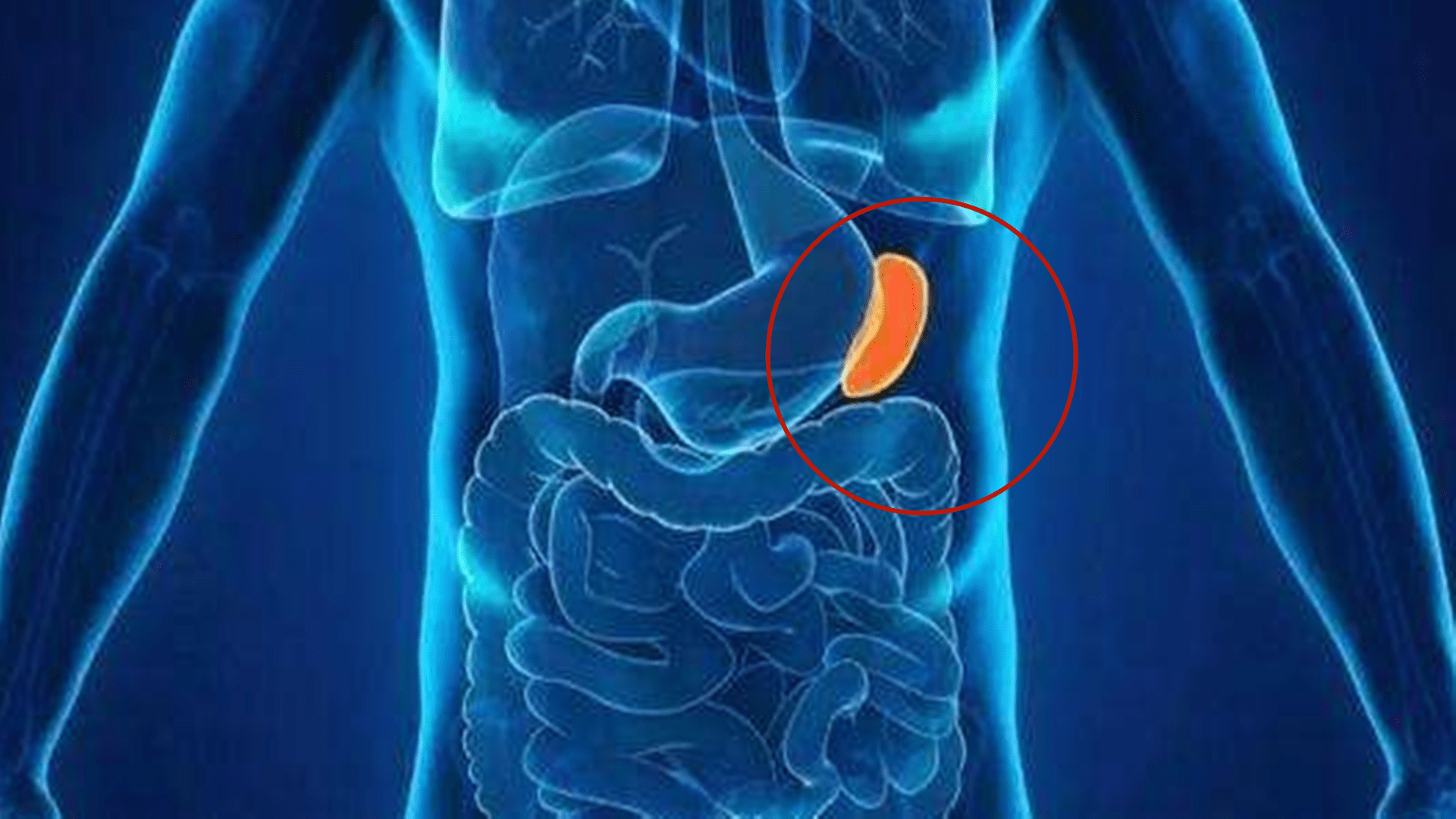 建议|脾胃很重要，气血生化之源，孩子脾胃怎么调？