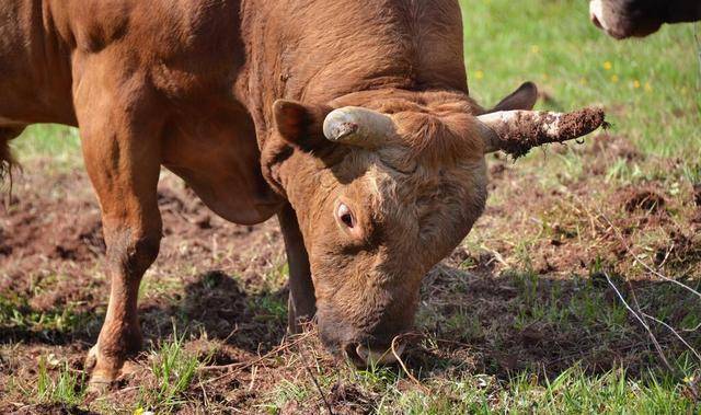 18岁女孩进山放牛,却被6只狼包围,危难时却被1只"独眼狼"解救_公牛_小