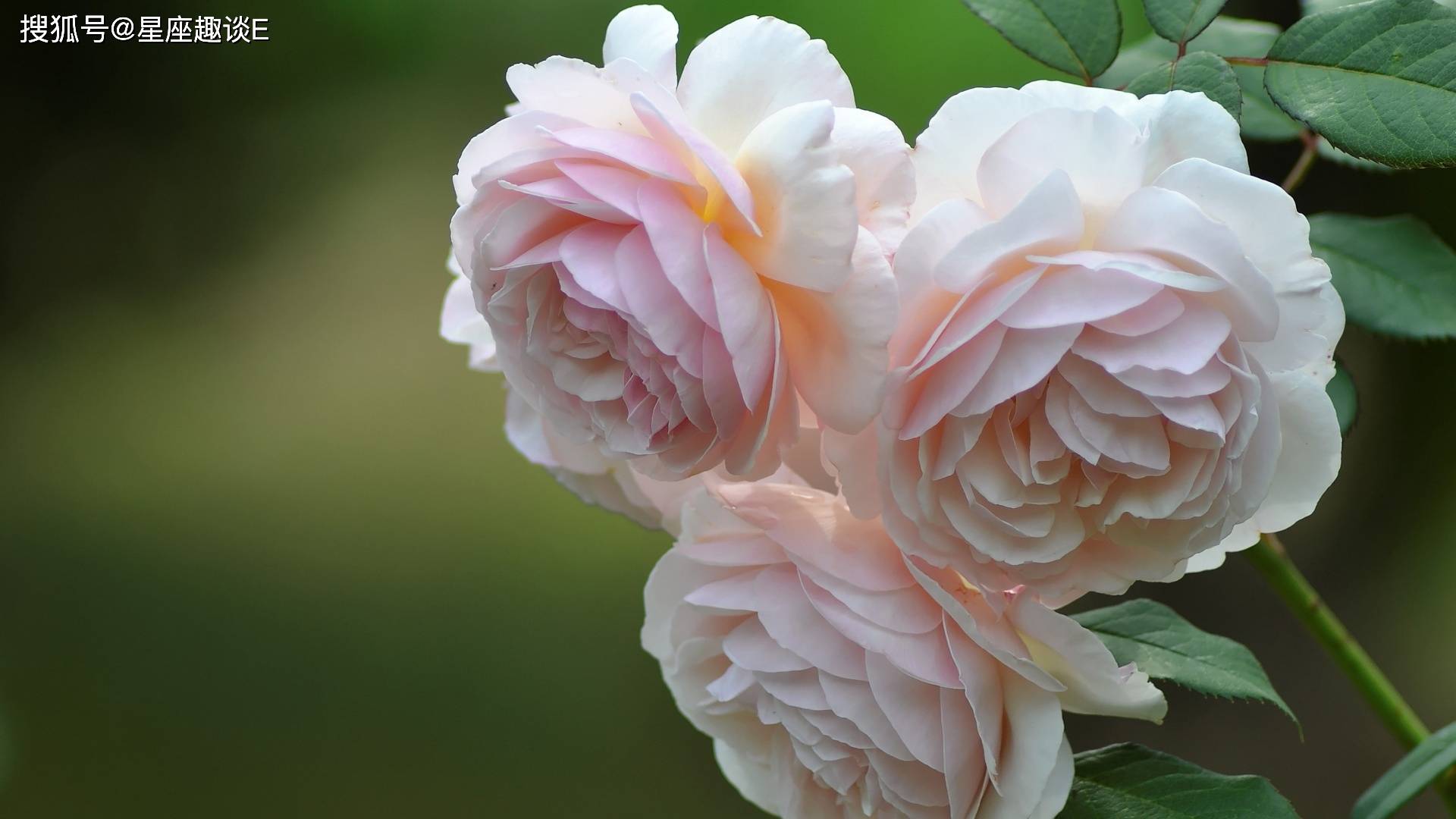 2月14日星座运势:才思敏捷,小试锋芒的四大星座_工作_方面_异性