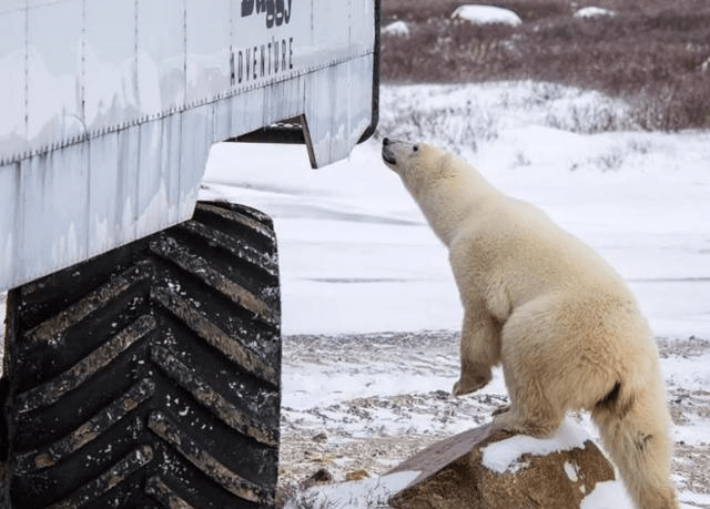 为什么在加拿大的丘吉尔镇会有专门的北极熊监狱？
