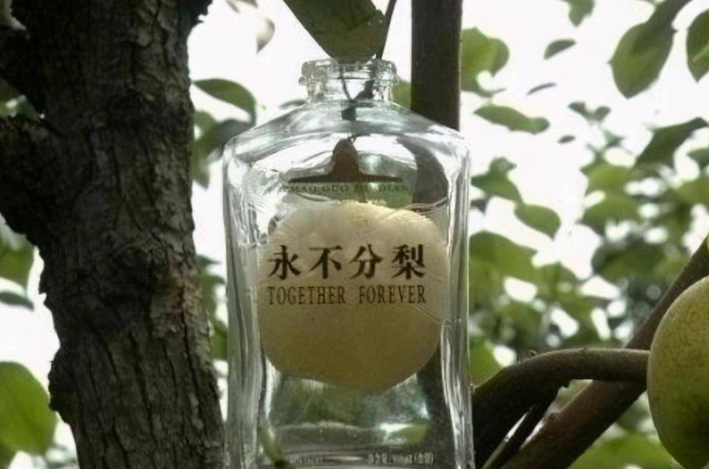 鱼和|五粮液“永不分梨”酒，看完梨子进瓶的全过程，网友：心疼这颗梨