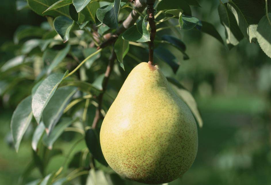 鱼和|五粮液“永不分梨”酒,看完梨子进瓶的全过程,网友:心疼这颗梨