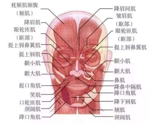 脸部肌肉分布图及作用图片