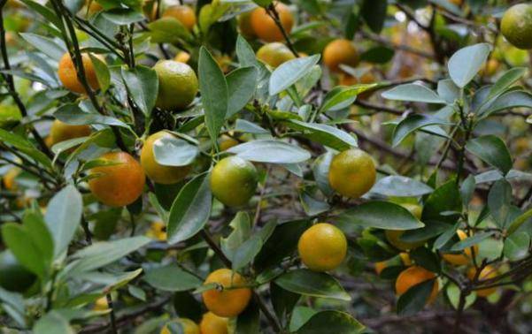 校长耗费3年心血培养的宝贝因为农民办的一堂课都毁了