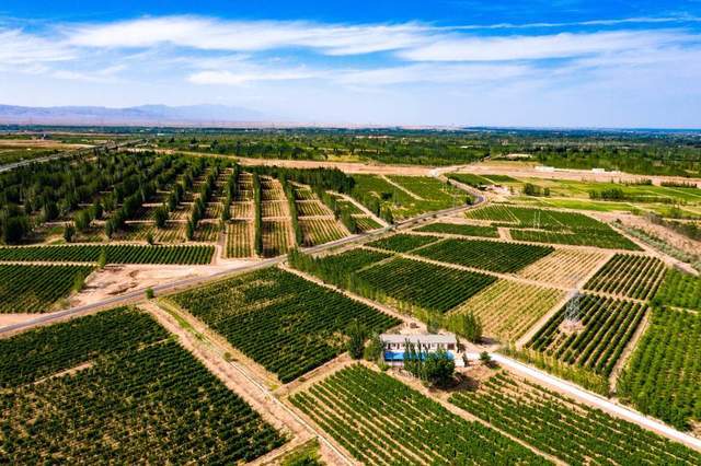 文化|宁夏为什么要打造“葡萄酒+文化+旅游”观光带