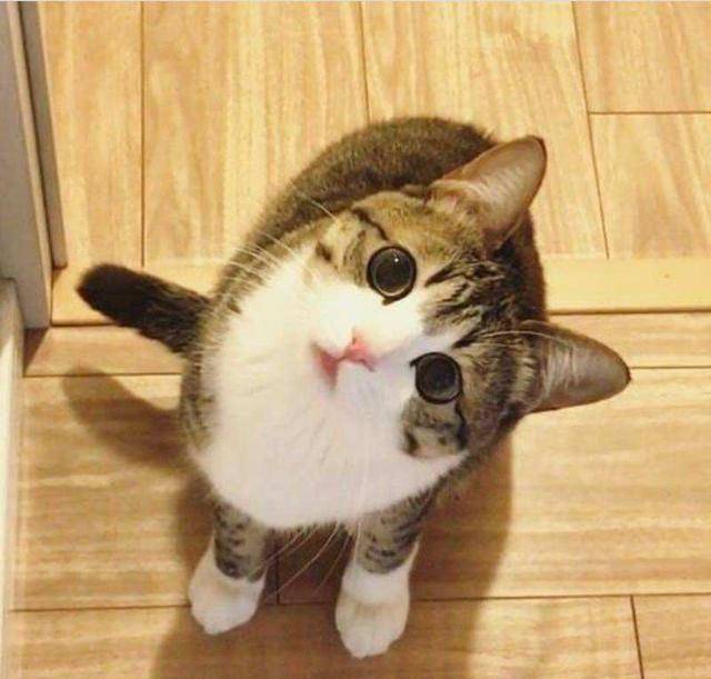 因为|猫咪爱不爱你,在这6个方面很诚实,瞒也瞒不住