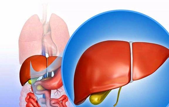 能力|肝脏作为代谢器官，如何增强解毒能力？看专家理解，越早知道越好