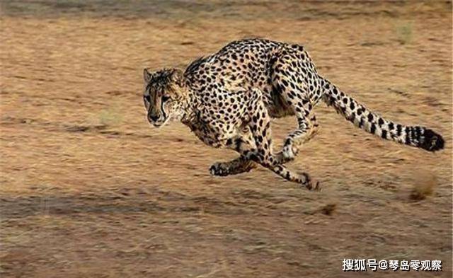 动物速度排行榜_地球上速度最快的动物TOP10:猎豹仅排第三,第一犹如闪电!
