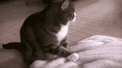 因为|猫咪爱不爱你,在这6个方面很诚实,瞒也瞒不住