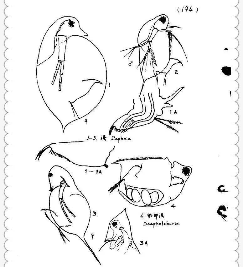 浮游类动物简笔画图片