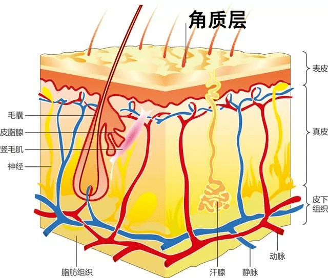 表皮层你有“肌肤节后综合症”吗？