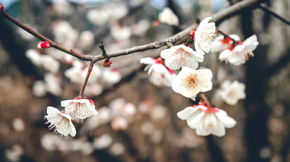 花开绵阳丨魏城铁炉村千亩青梅花开