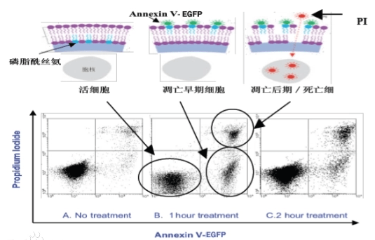 细胞凋亡研究丨annexinv染色方案