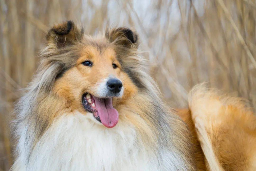 百科 | 苏格兰牧羊犬，端庄优雅的牧羊明灯