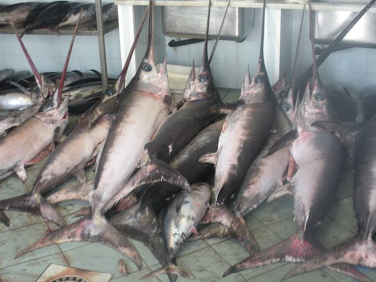 但遇到虎鲸,鲨鱼等天敌时,剑鱼则选择快速逃走,当天敌步步紧逼时,它会