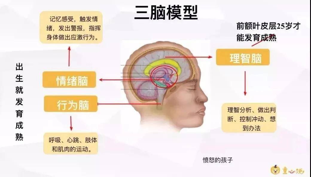 童心沃sel如何通过调整情绪让孩子达到最佳学习状态