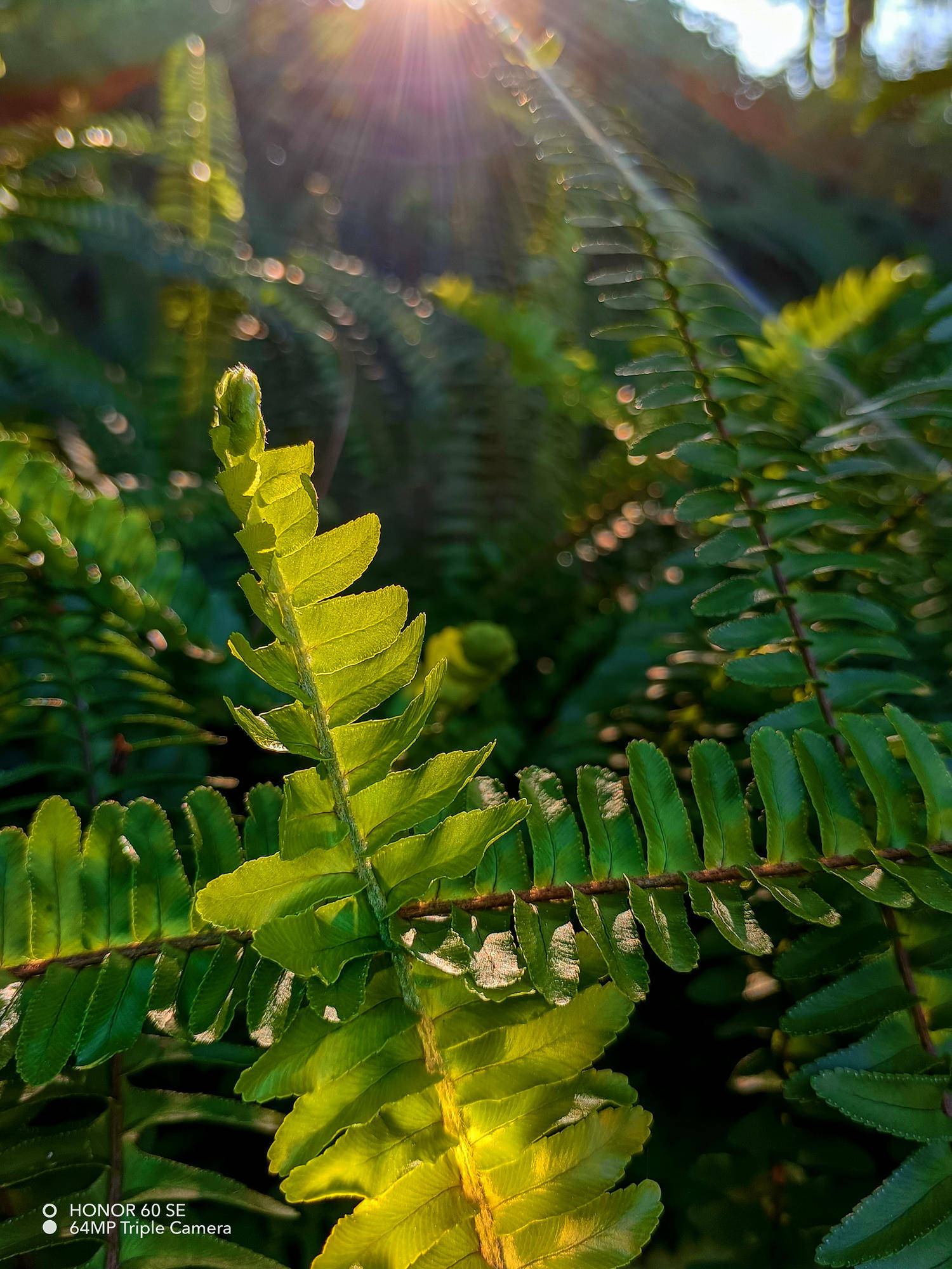 2000元的机，5000元的屏？荣耀60 SE轻体验