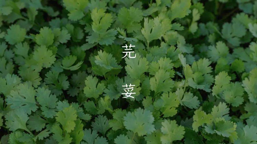 香菜免费商用！台湾省首套硬笔楷书体“香菜”，网友盛赞：天地良心！