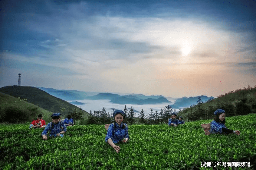 安化生态园