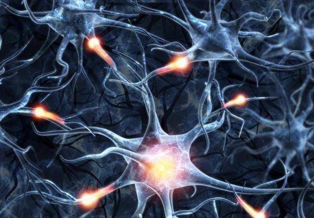 图宾根大学和波恩大学最新研究发现大脑中“数学神经元”