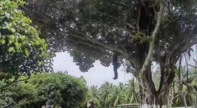 有个图一个人吊在树上图片
