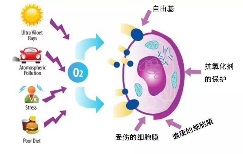 要点3个要点让你掌握有效抗衰。