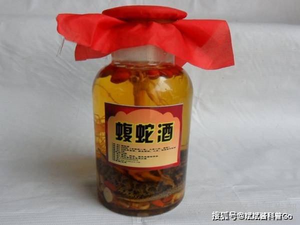 来自黑龙江哈尔滨双城的刘女士,用一条活的蝮蛇泡酒,她边泡边喝,3个月