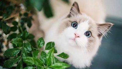 体型最受欢迎的5种宠物猫，你家的猫咪上榜了吗？