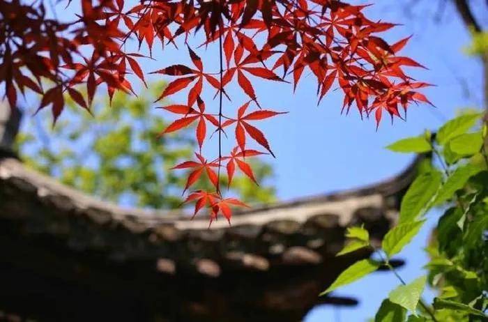 最好的家风:闻到书香,听到安静,看到从容|深度好文