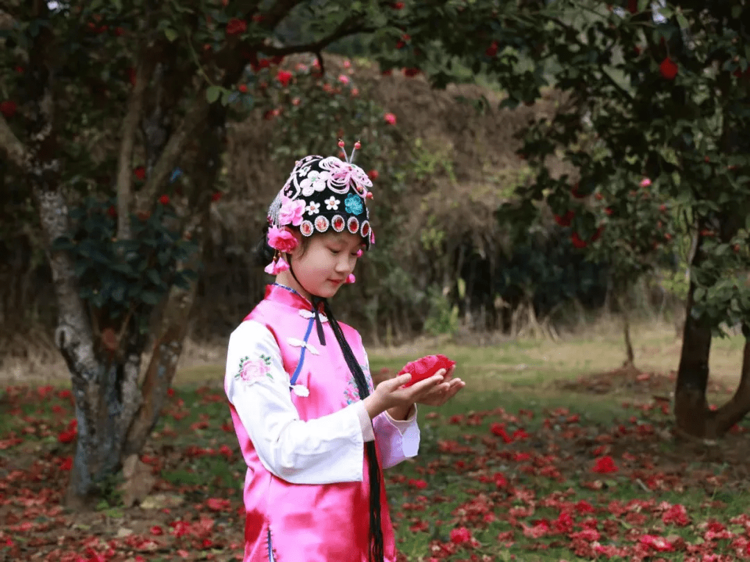 花朵|腾冲来凤茶花园里春色满园