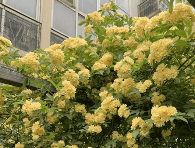 庭院再小 也要养1棵 木香花 1年长成一片 开花多 邻居夸美 植物 很漂亮 种植