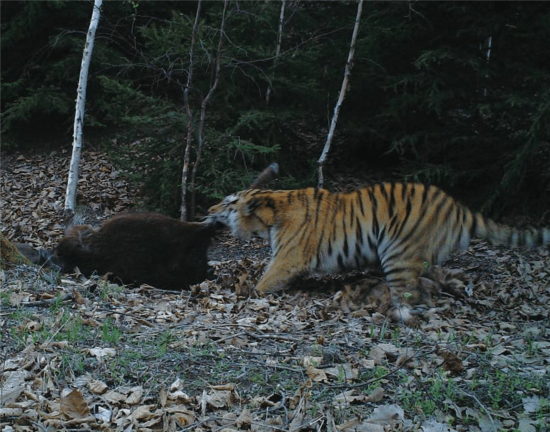东北虎中的虎王 偶遇180公斤母棕熊 打斗中棕熊掉下30米高悬崖 6park Com