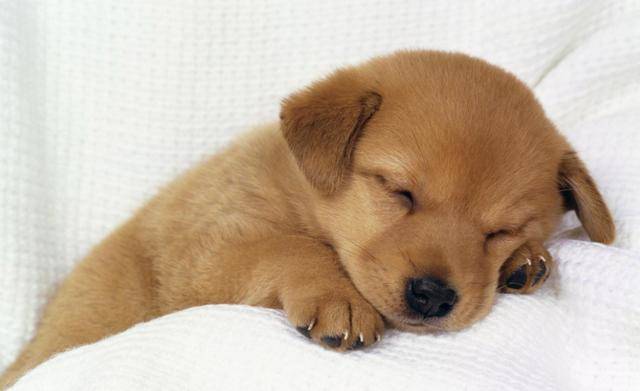 无可|主人用食物安抚暴躁狗狗，试图抚摸它，却被凶到生无可恋