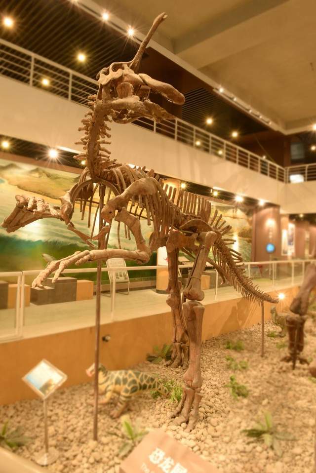 1954年银川郊区村民如厕遭遇不明生物,研究推测或是"恐龙活体"!