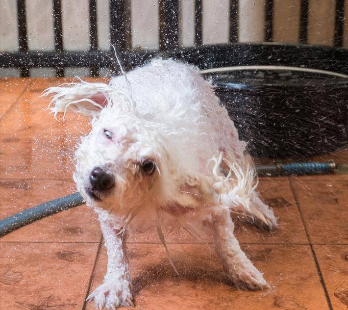 凝胶|为什么有些狗狗不爱？除了纯粹的讨厌外，还有其他原因